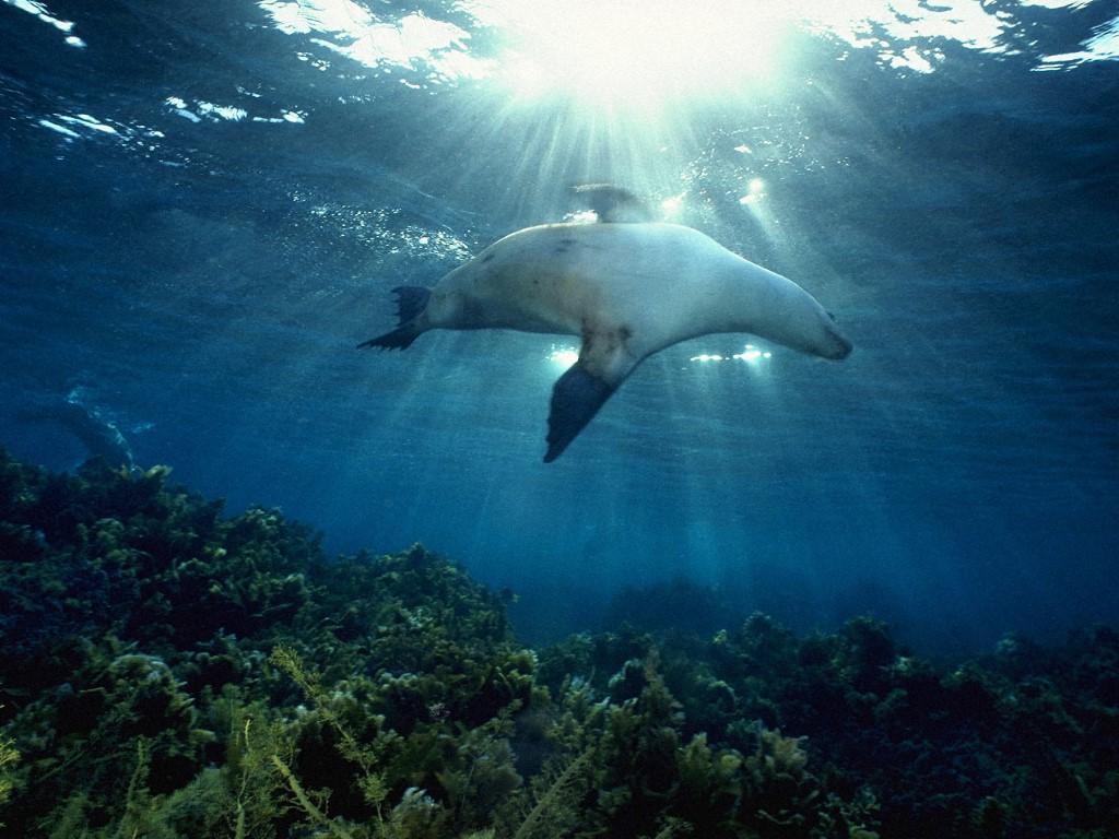 обои Тюлень под водой фото