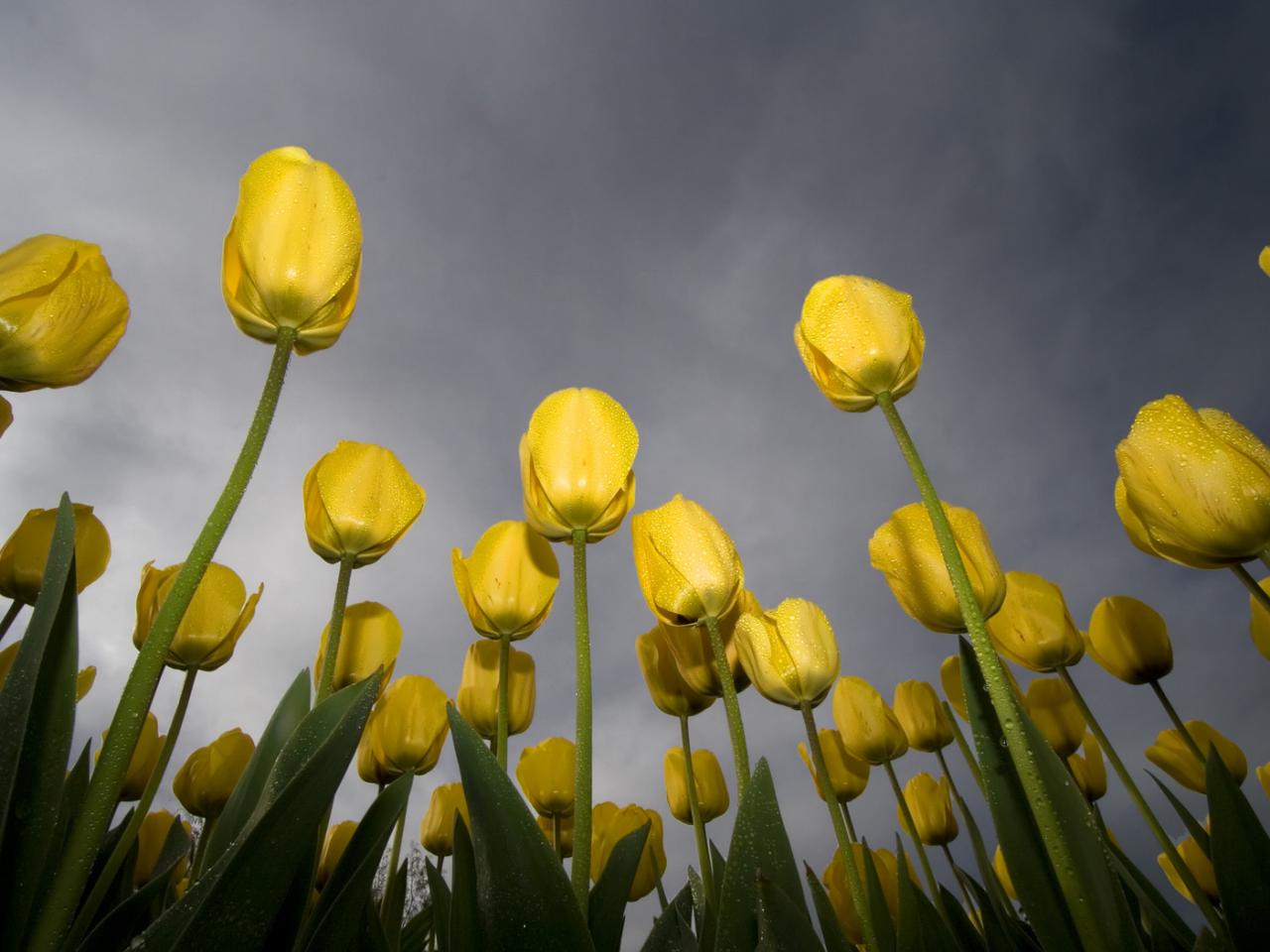 обои Low angle tulips фото