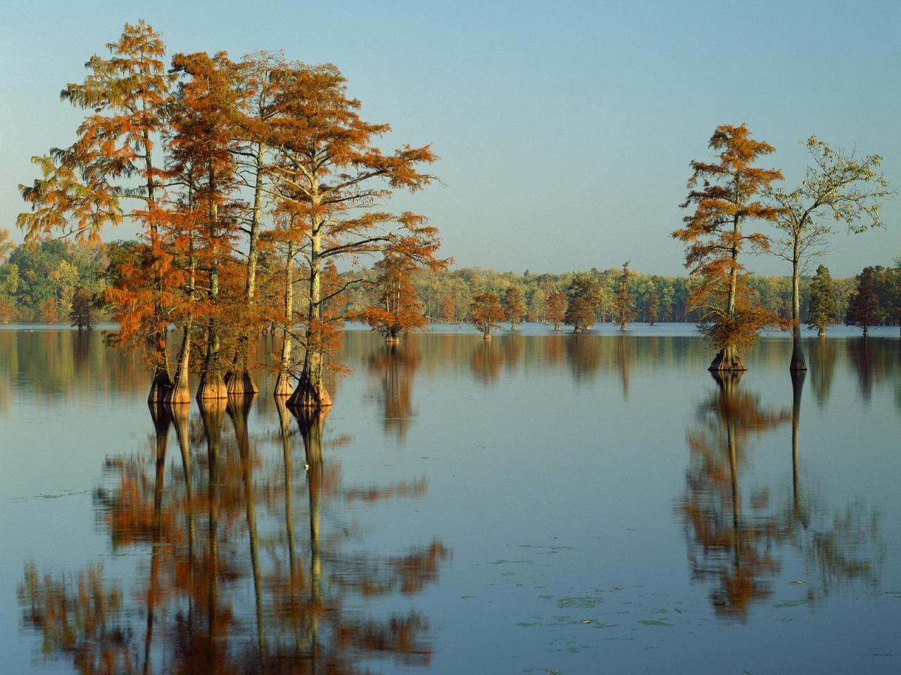 обои Cypress Trees Bathed in Morning Light, Horseshoe Lake, Illin фото