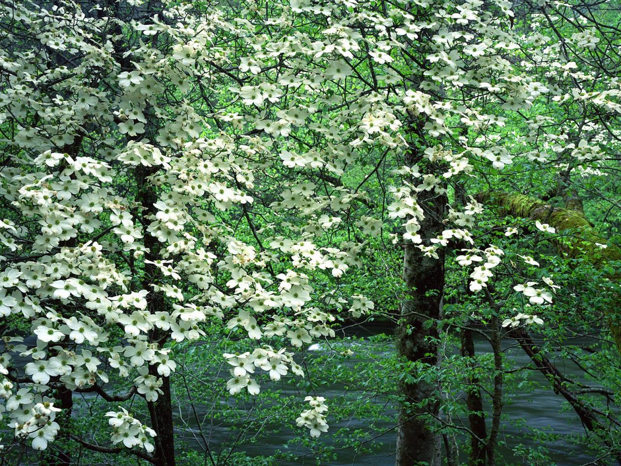 обои Dogwood Trees in Bloom, Great Smoky Mountains National Park, фото