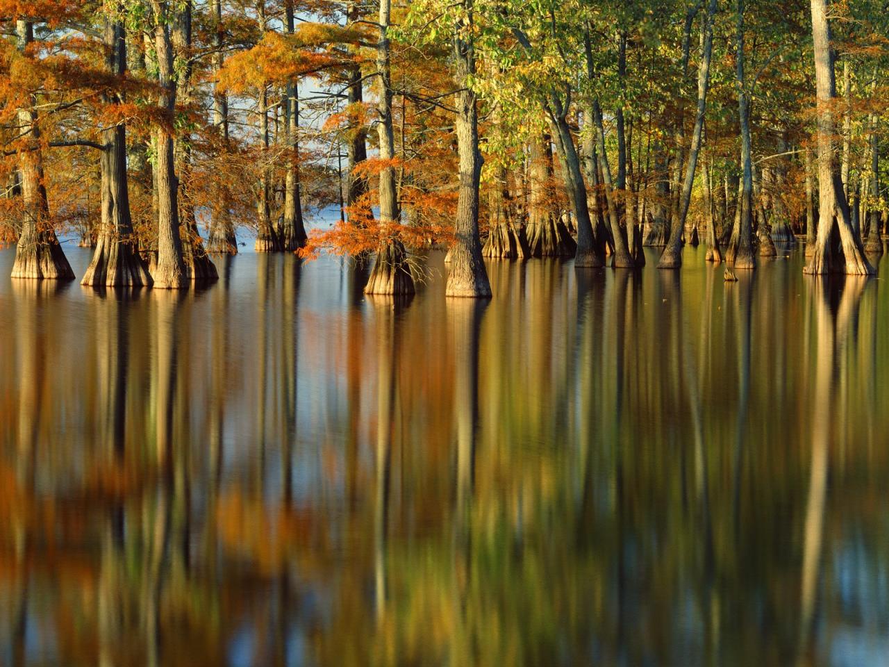 обои Evening Light on Cypress Trees, Horseshoe Lake, Illinois фото