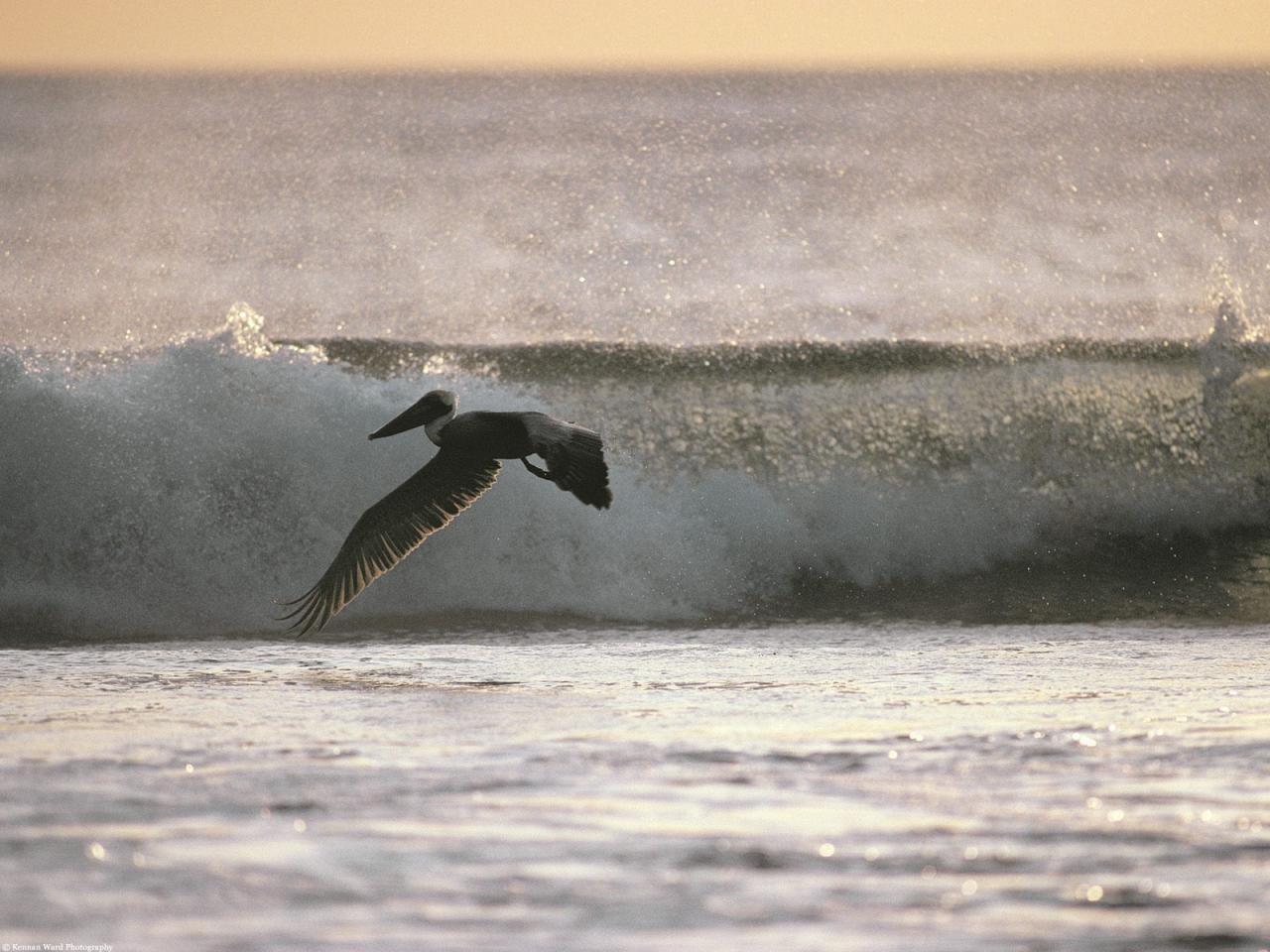 обои Flying with Ease, Brown Pelican фото