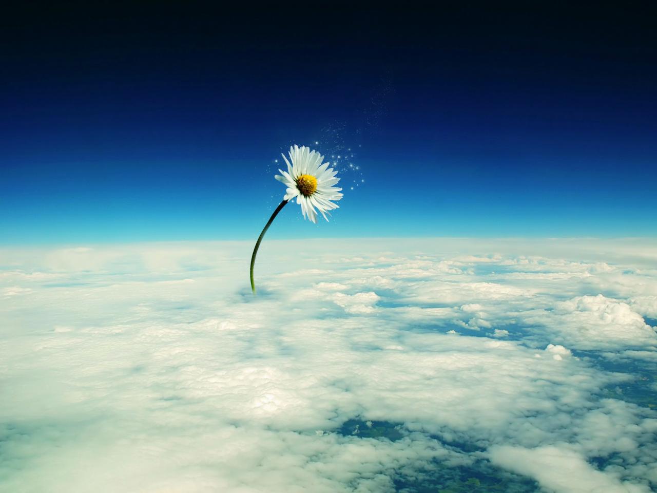 обои Цветок в небе фото