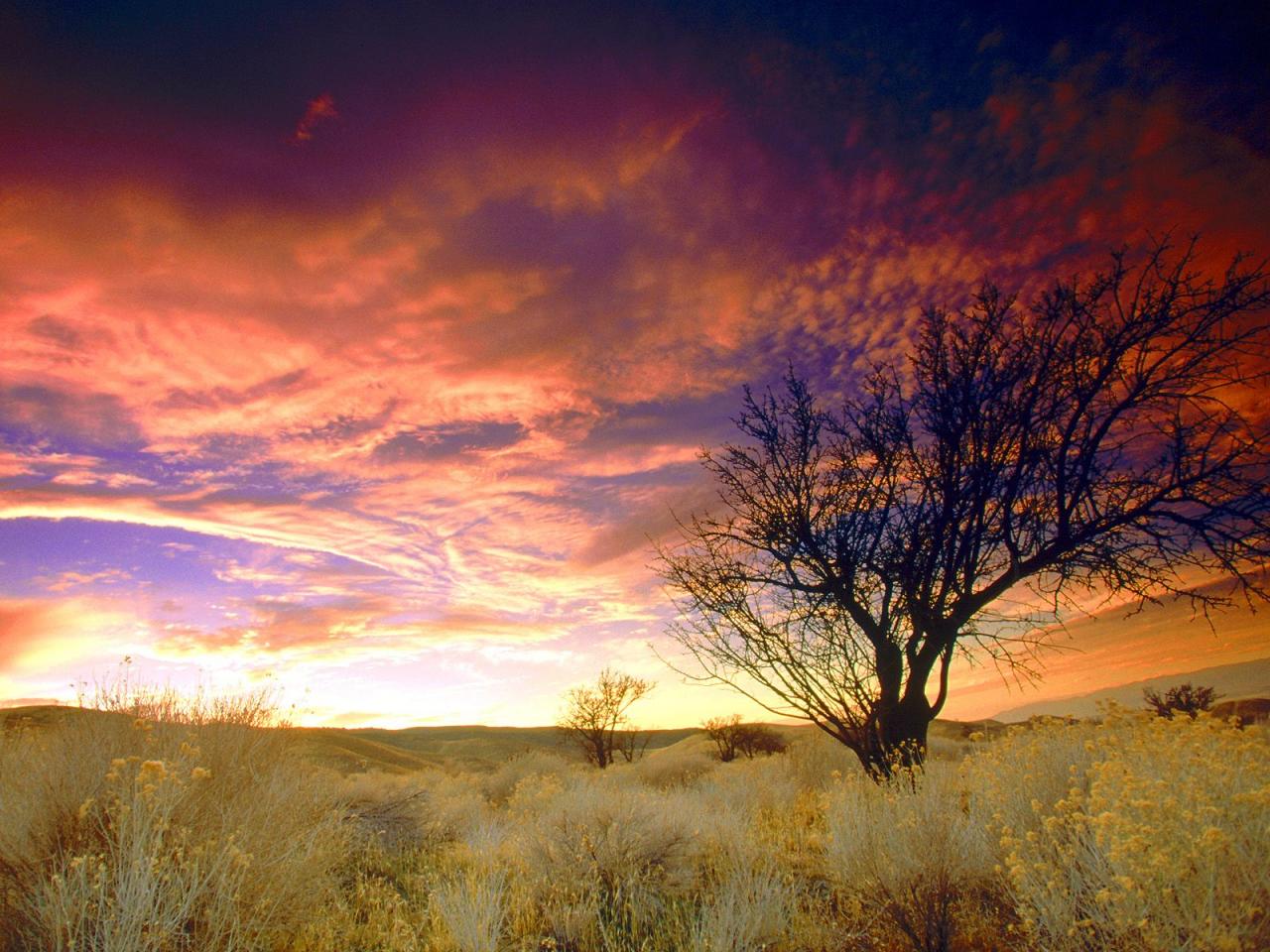 обои Almond Tree, Antelope Valley, California фото