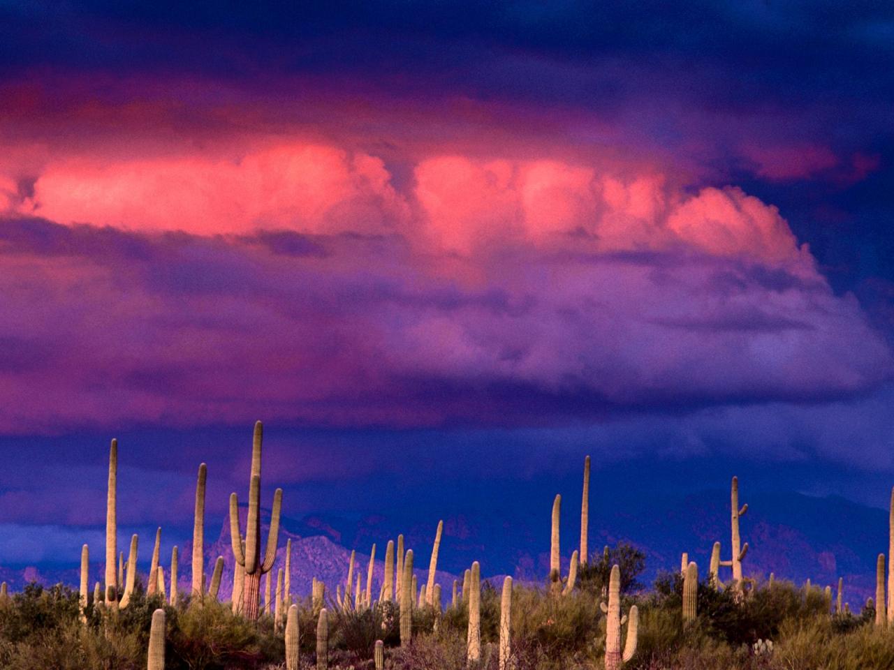 обои Saguaros and the Spring Storm фото