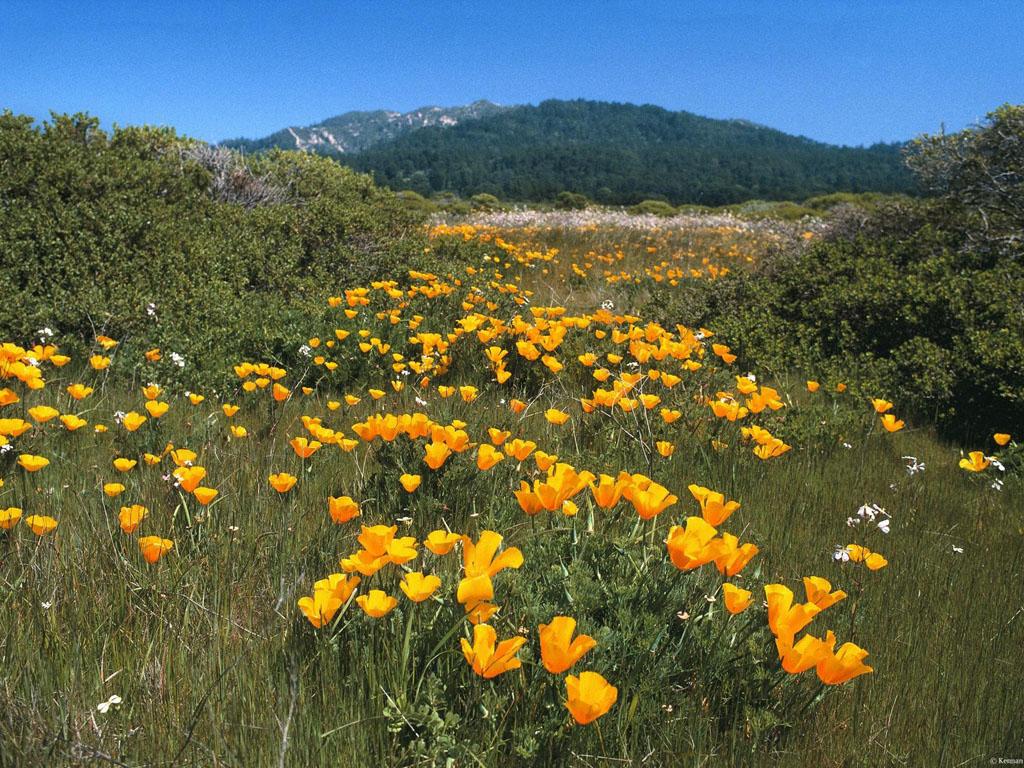 обои Yellow Brick Road, California Poppies фото