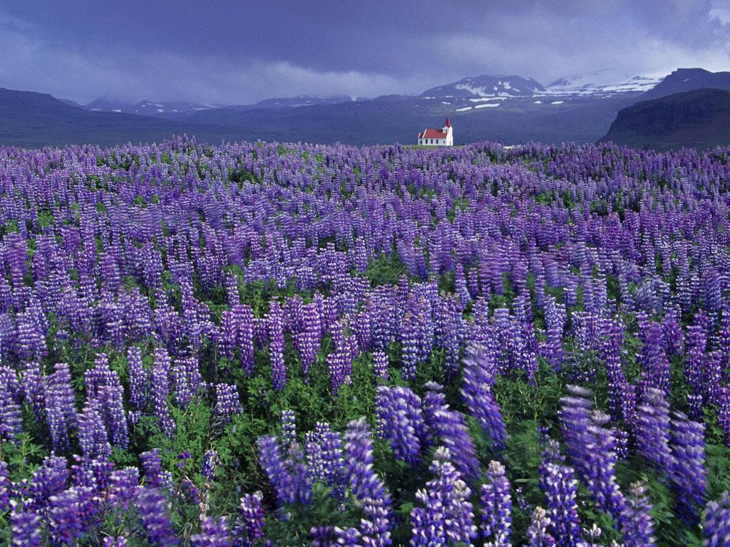 обои Wild Lupine and Church, Near Hellissandur, Snaefellsnes Peninsula, Iceland фото