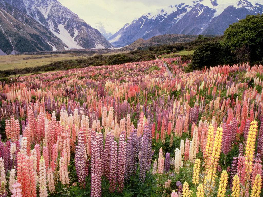 обои Wild Lupine, Mount Cook National Park, New Zealand фото