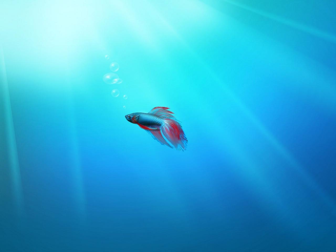 обои Рыбка и свет фото