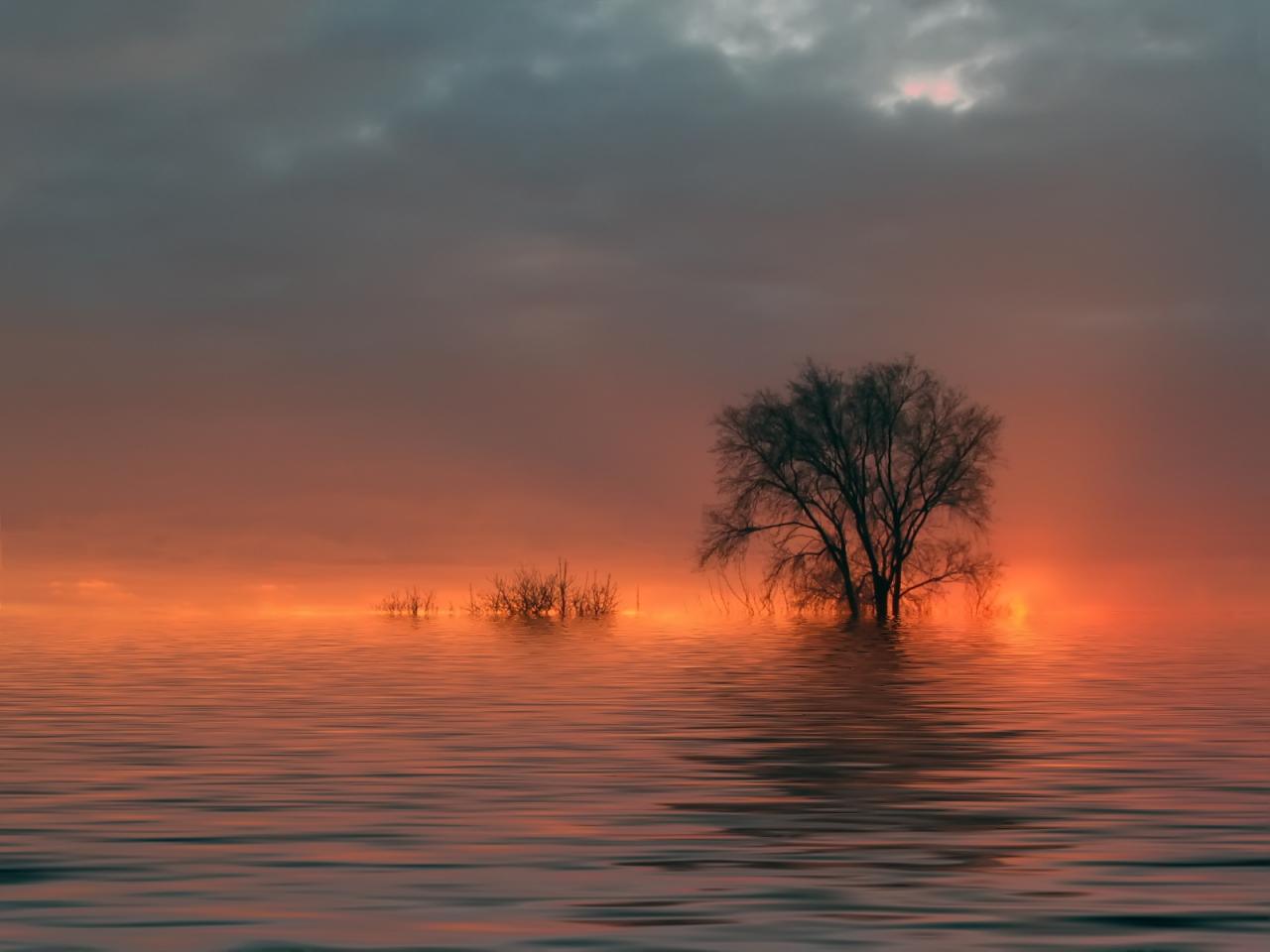 обои В воде фото