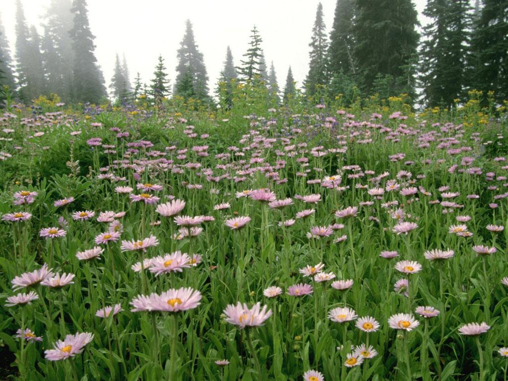 обои Sub Alpine Daisy, Mount Rainier, Washington фото