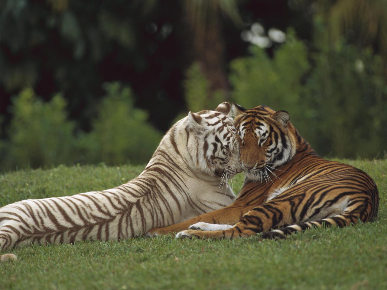 обои Affectionate Pair, Bengal Tigers, India фото