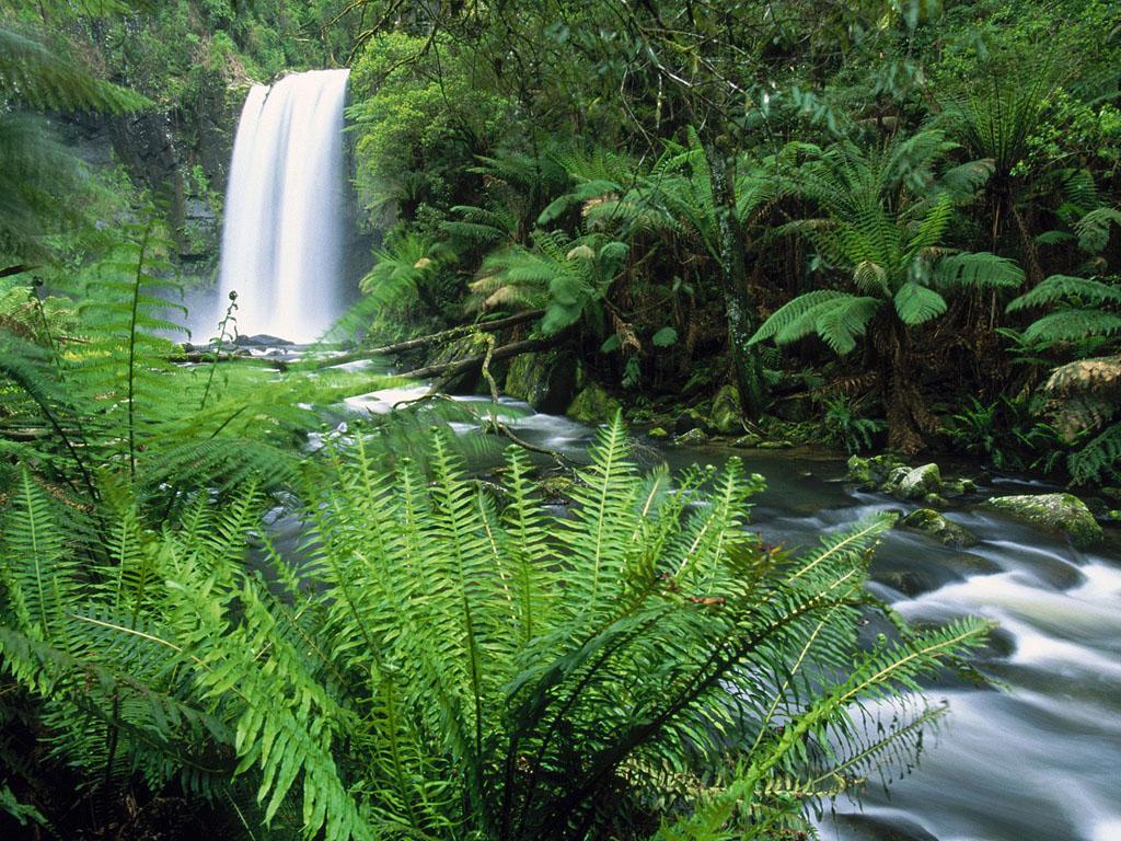 обои Hopetoun Falls, Otway Ranges, Victoria, Australia фото