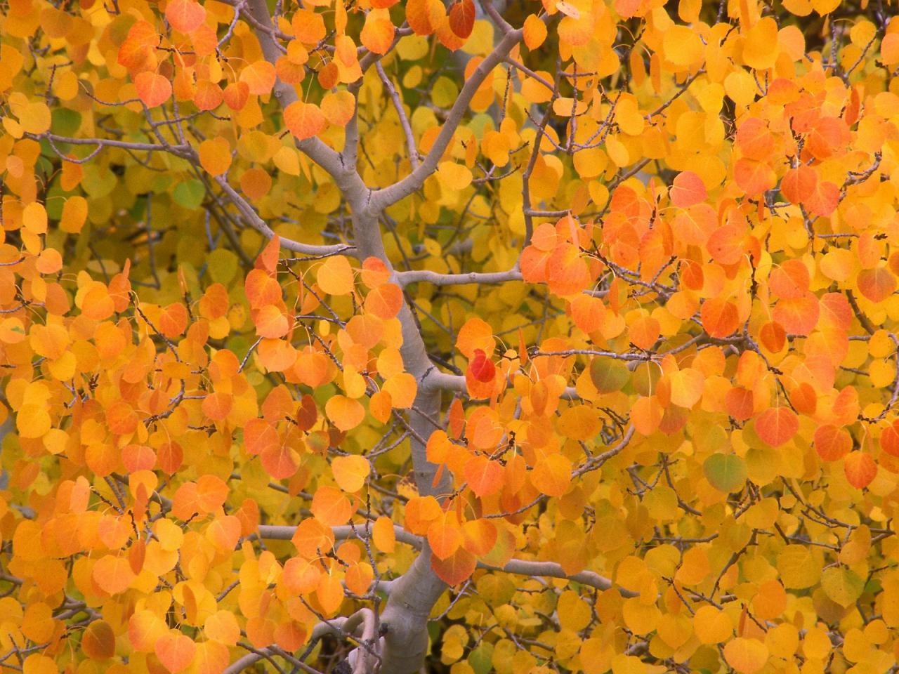 обои Aspen in the Fall, Sierra Nevada, California фото