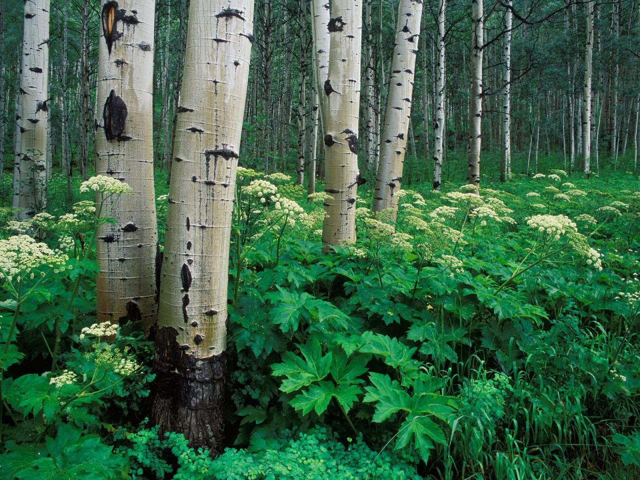 обои Aspens and Cow Parsnip, White River National Forest фото