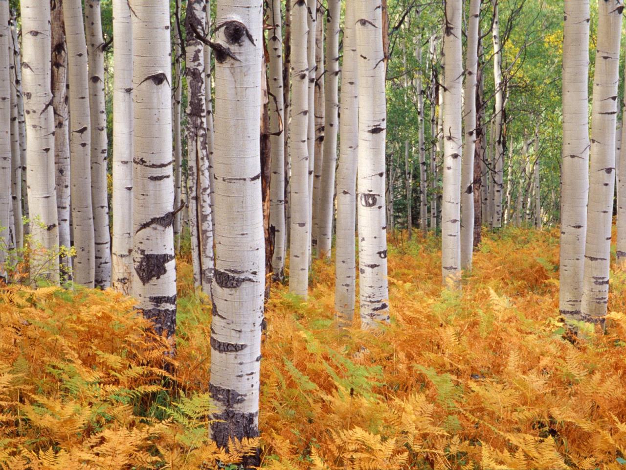 обои Aspens, Gunnison National Forest, Colorado фото