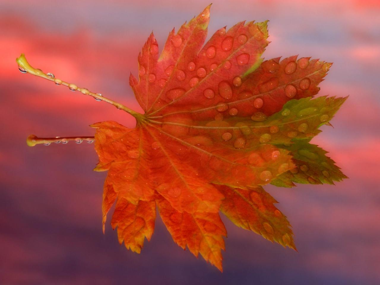 обои Осенний лист в капельках фото