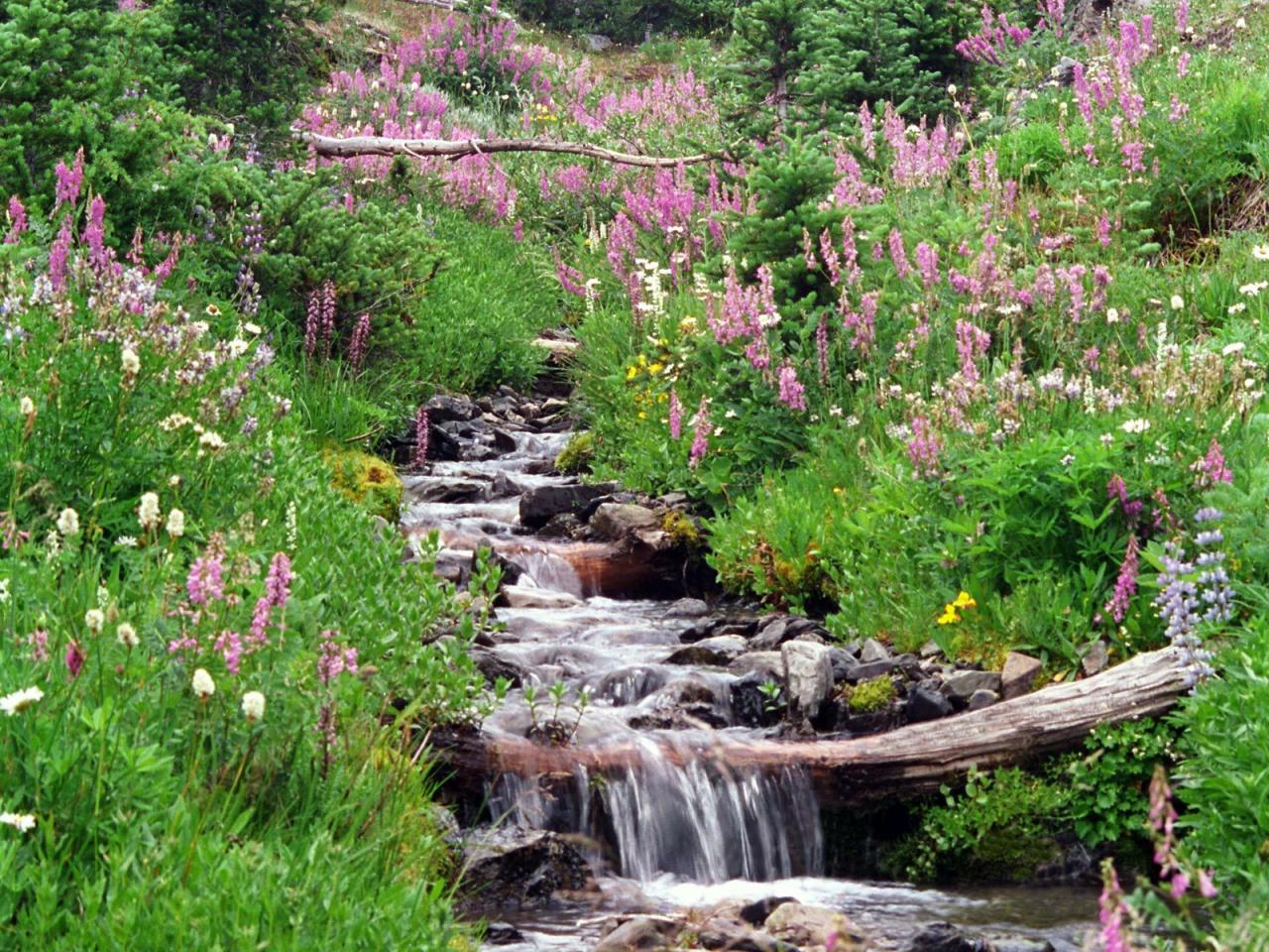 обои Badger Valley, Olympic National Park, Washington фото