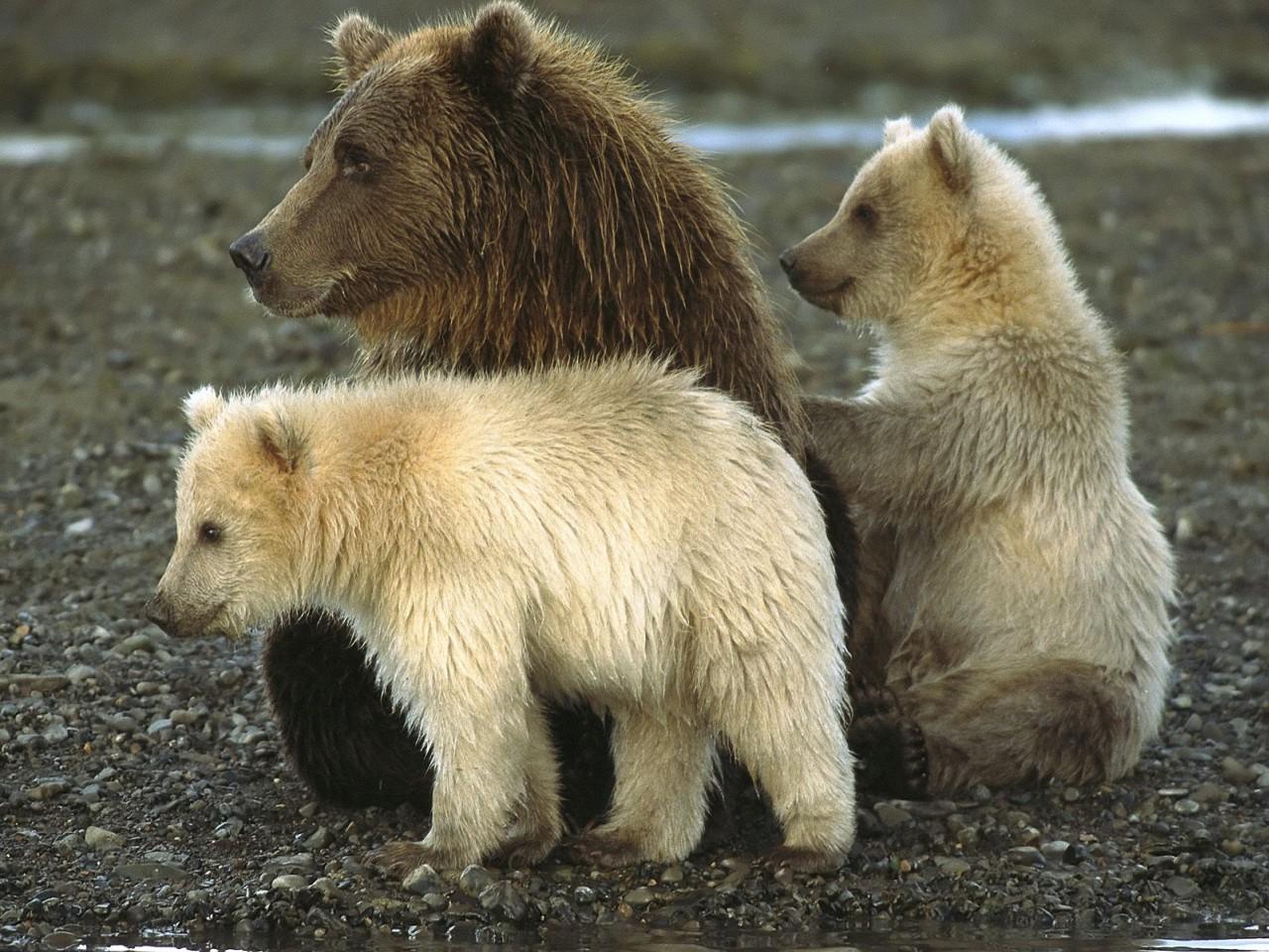 обои Медведица гризли с двумя медвежатами фото