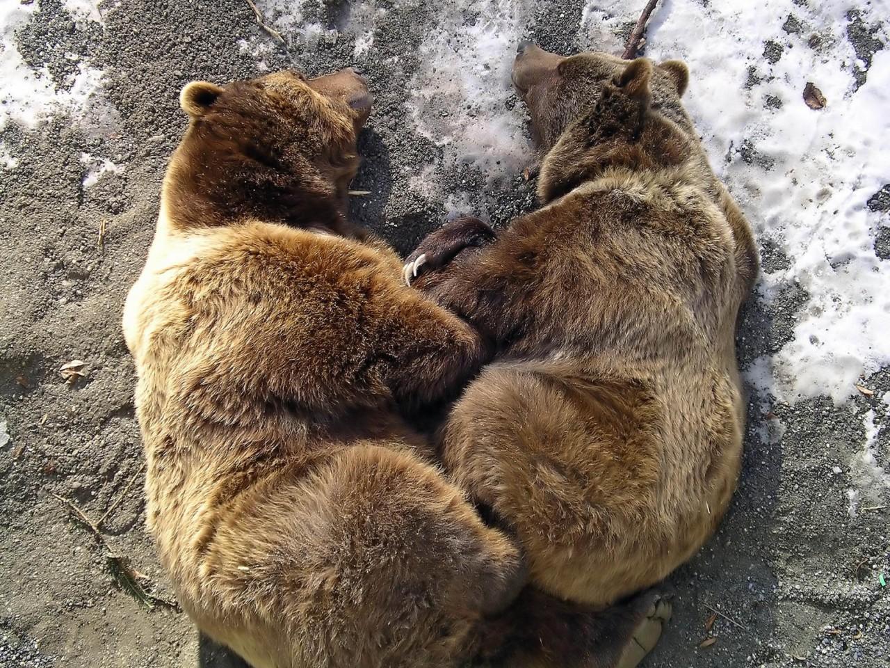 обои Медвежья любовь фото