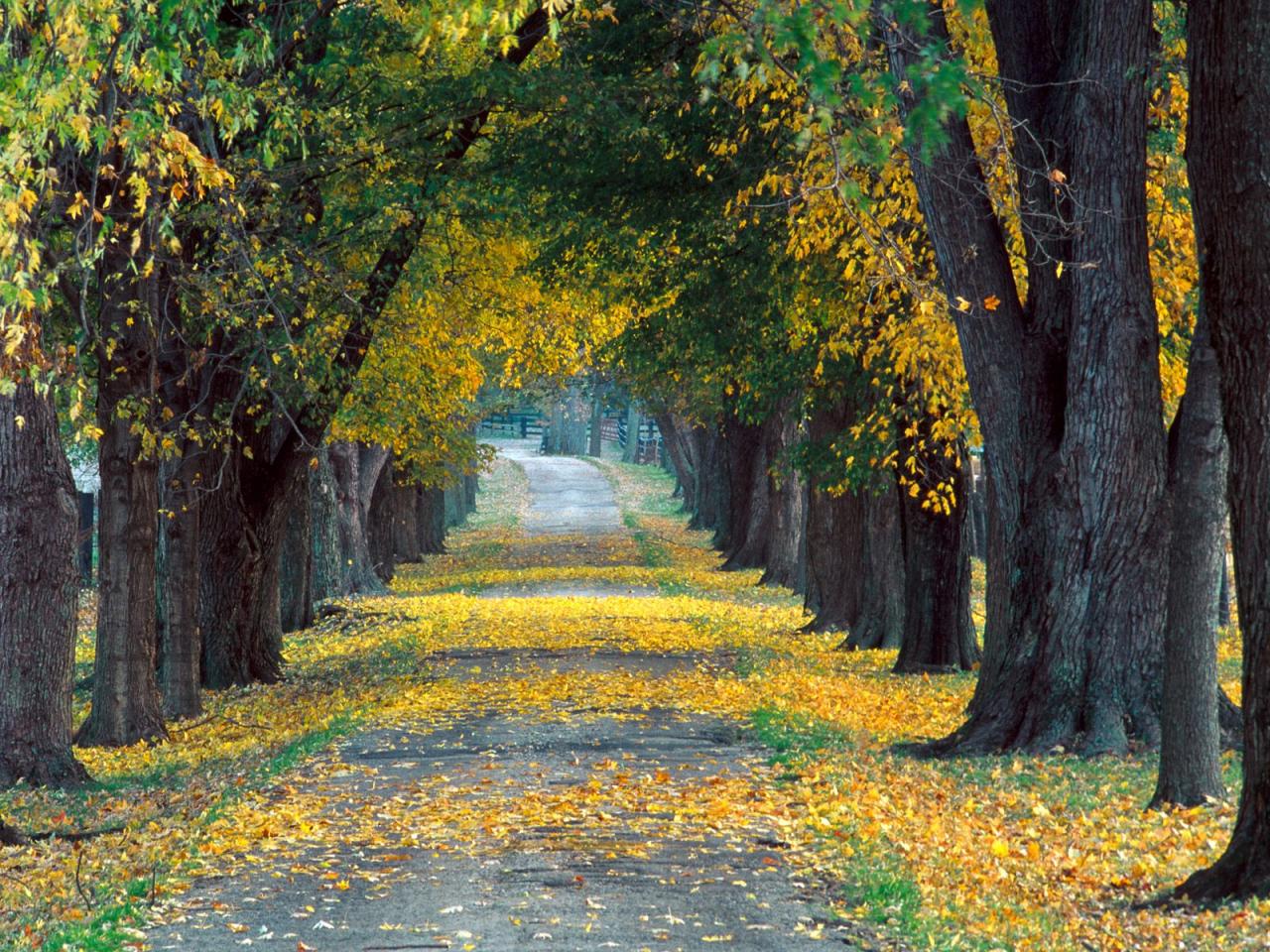 обои Tree-Lined Roadway фото