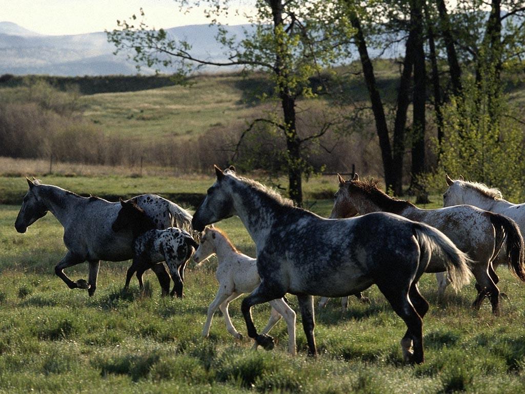 обои Скрывающиеся лошади фото