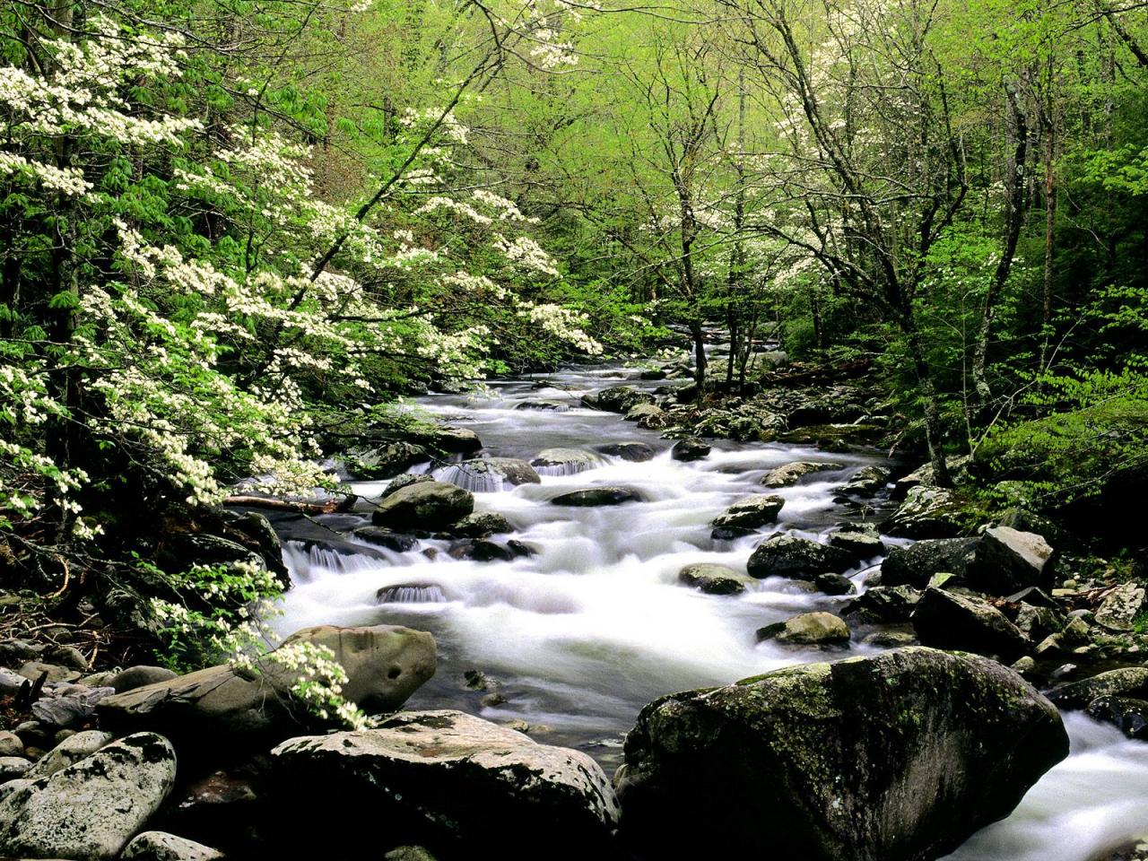 обои Middle Prong River and Dogwoods, Great Smoky Mountains фото