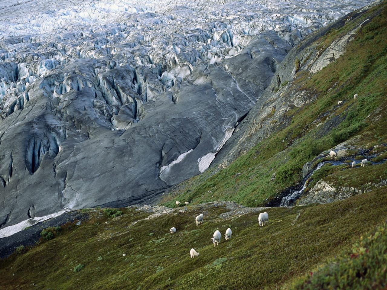 обои Mountain Goats, Kenai Fjords National Park, Alaska фото