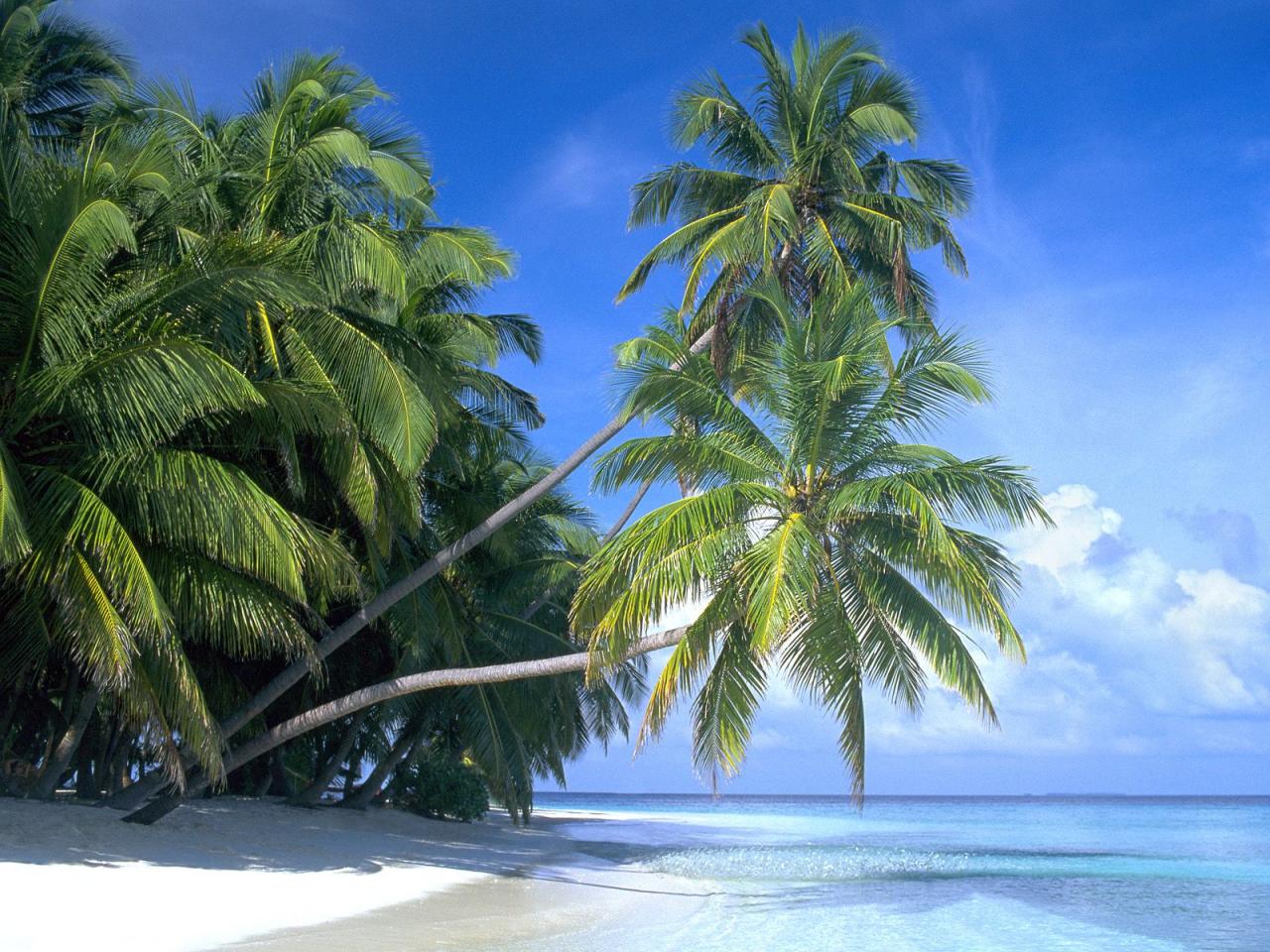 обои Palm Paradise, Maldive Islands фото