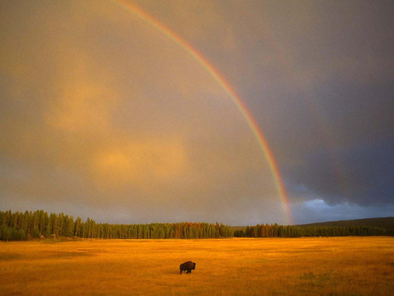 обои Rainbow and Bison, Yellowstone National Park, Wyoming фото