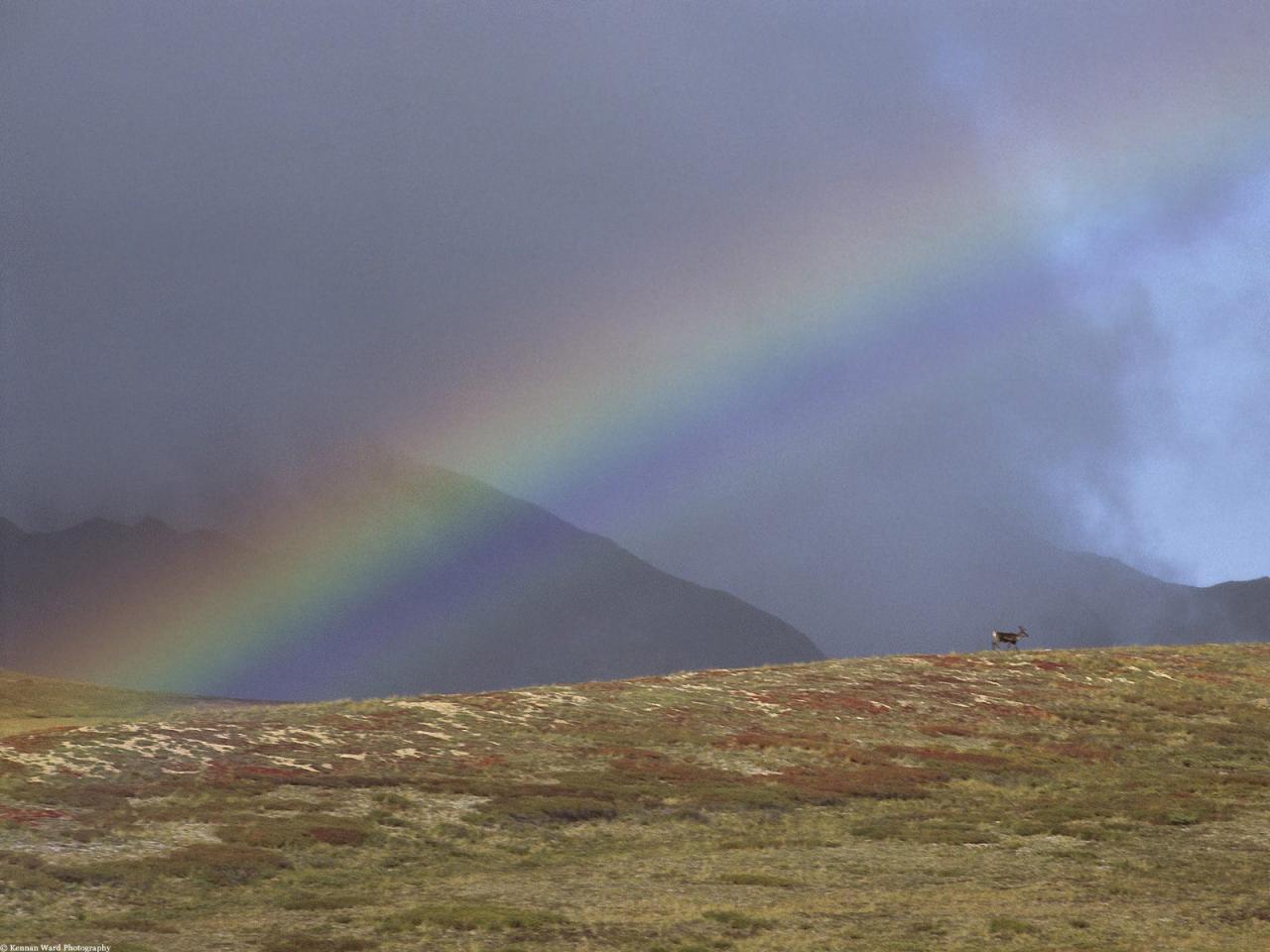 обои Rainbow Over the Arctic National Wildlife Refuge, Alaska фото