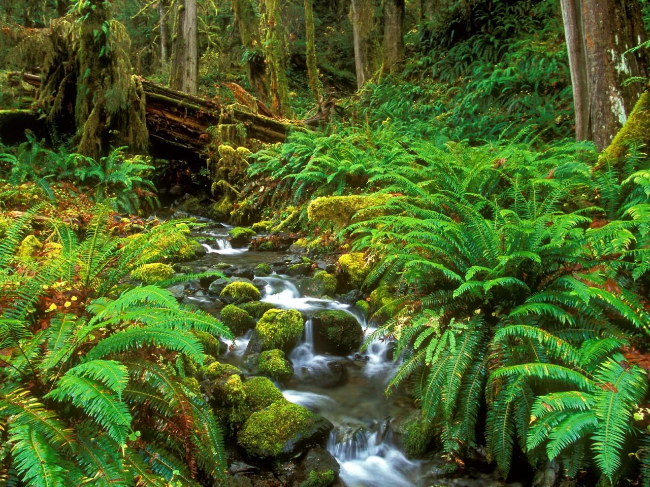 обои Rainforest Stream, Olympic National Park, Washington фото