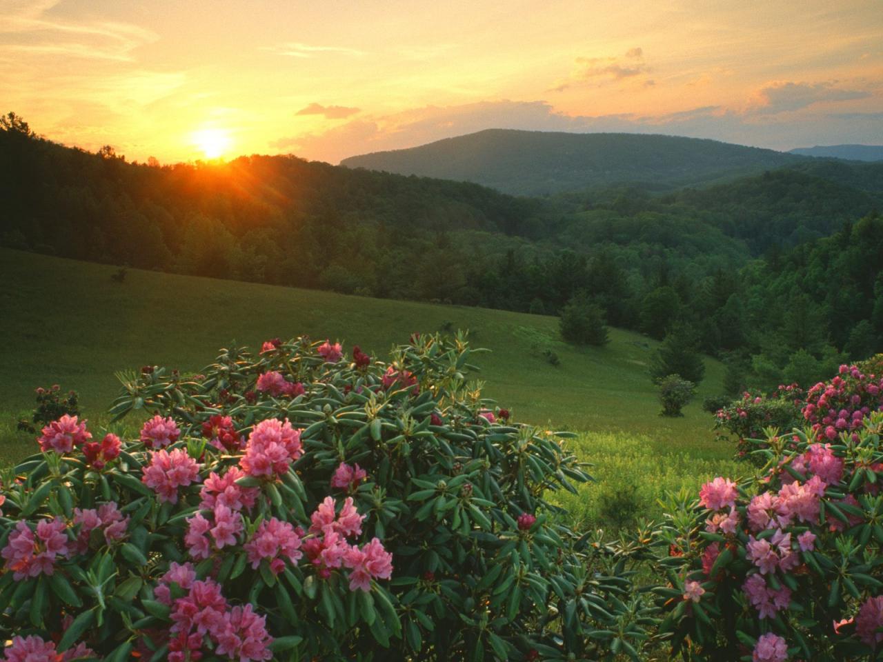 обои Rhododendrons at Sunrise, Moses H. Cone Memorial Park фото