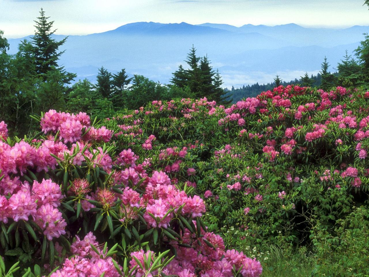 обои Rhododendrons, Roan Mountain, North Carolina фото