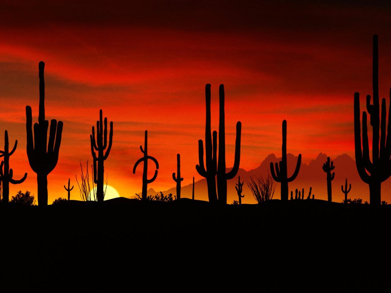 обои Saguaros, Sonoran Desert, Arizona фото