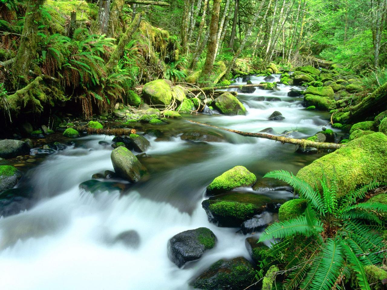 обои Running Waters, Mount Hood National Forest, Oregon фото