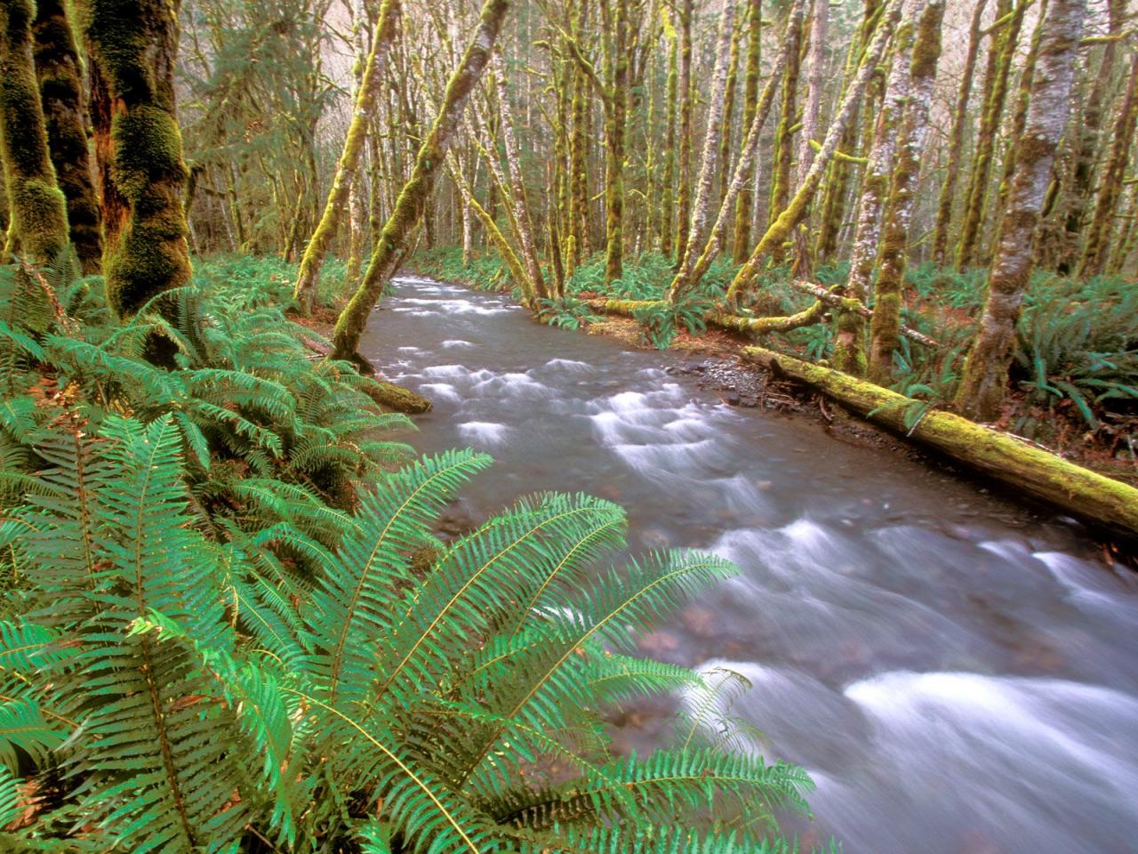 обои Running Wild, Hughes Creek, Olympic National Park фото