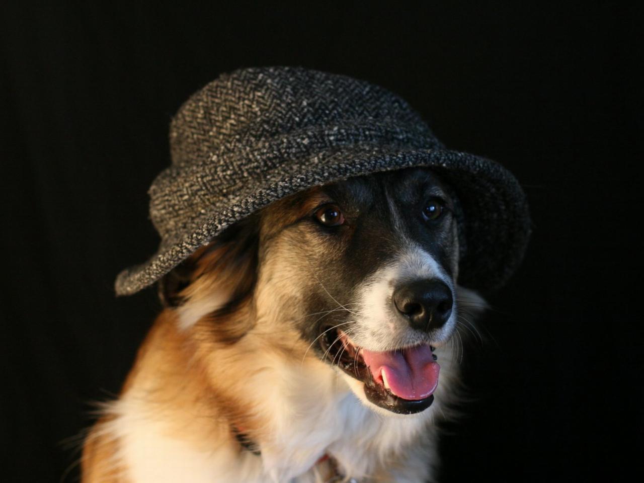 обои Пес в шляпе фото