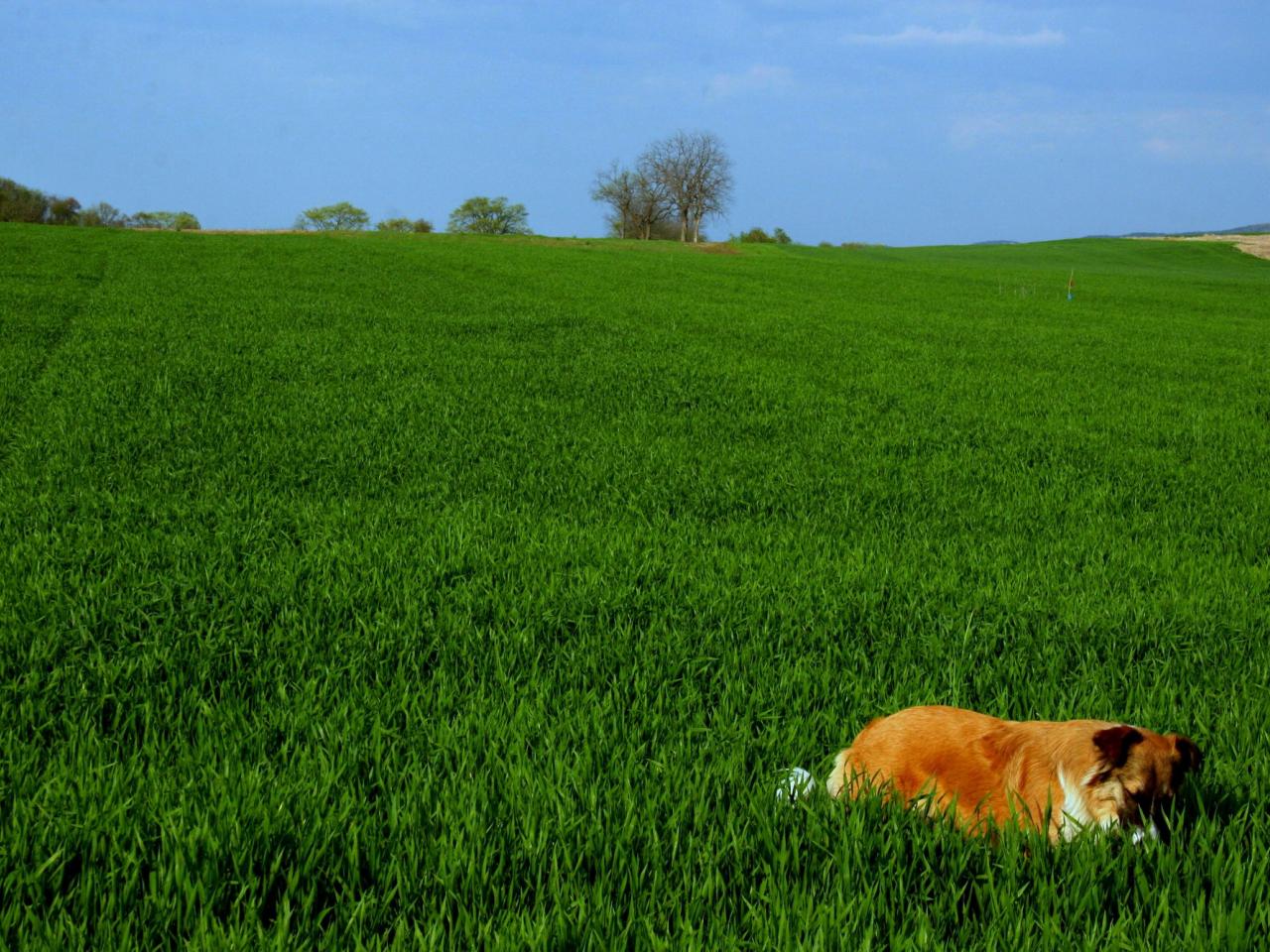 обои Sea of green фото