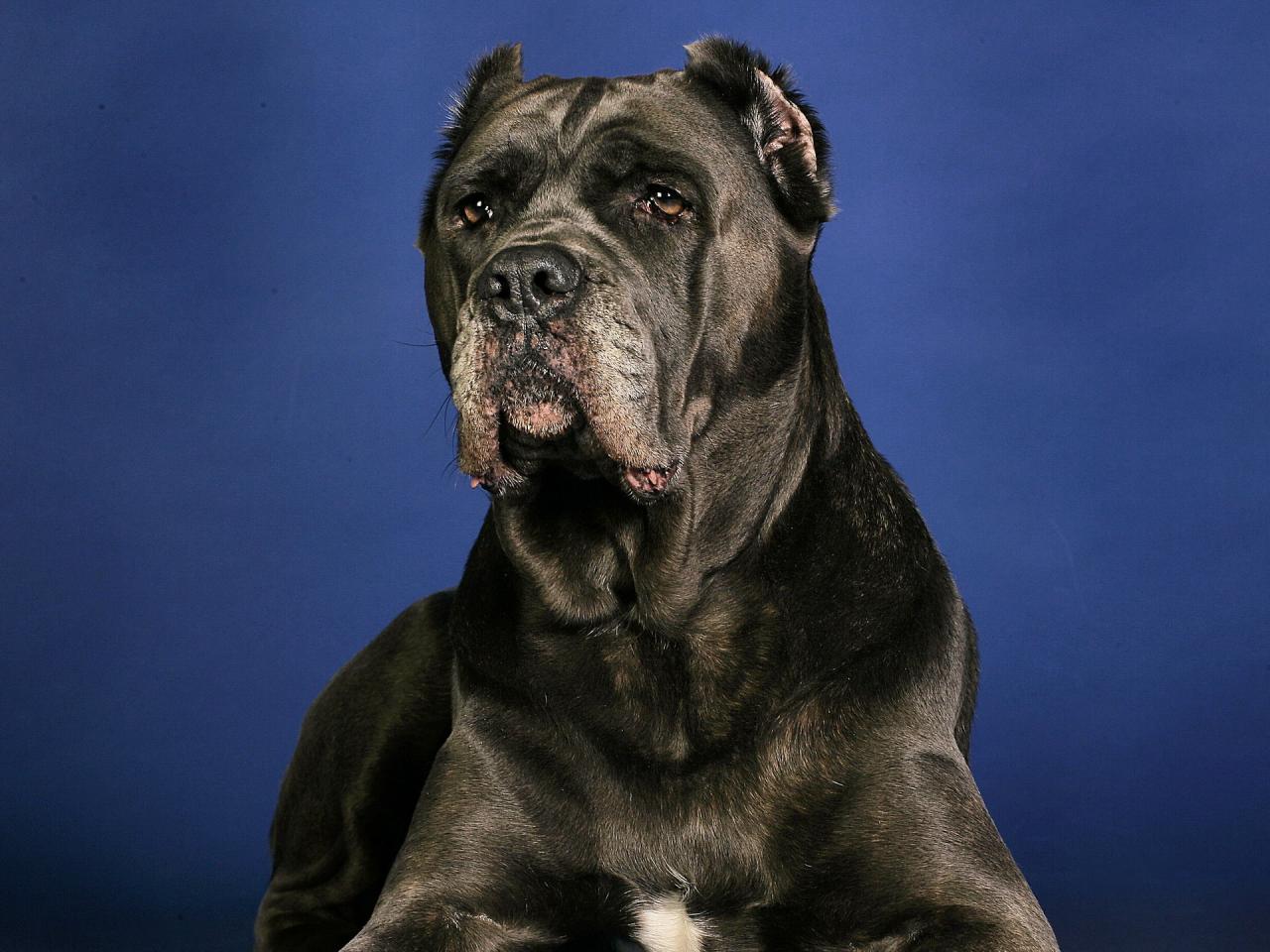 обои Champion Cane Corso фото