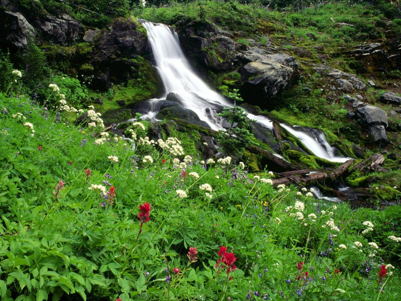 обои Wildflowers and Cool Waters, Mount Adams, Washington фото