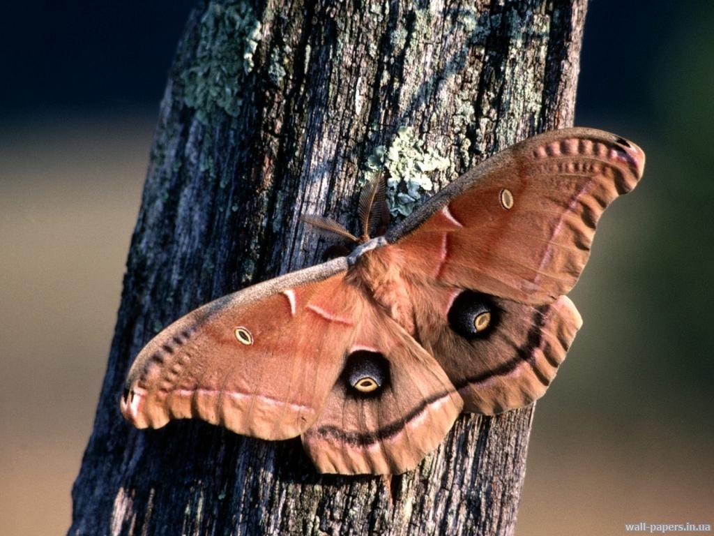 обои Polyphemus Moth, Massachusetts фото