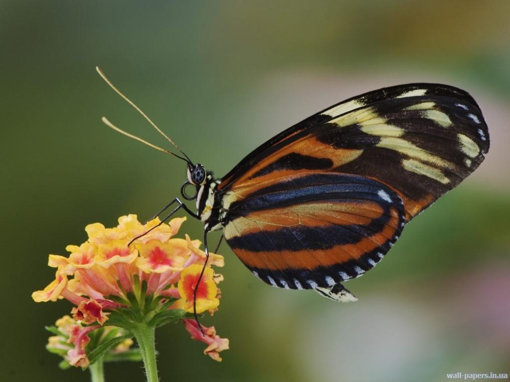 обои Tiger Butterfly фото