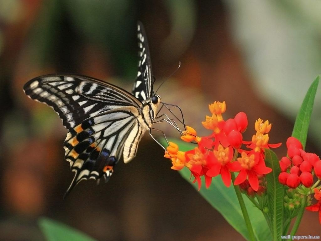 обои Tiger Swallowtail фото