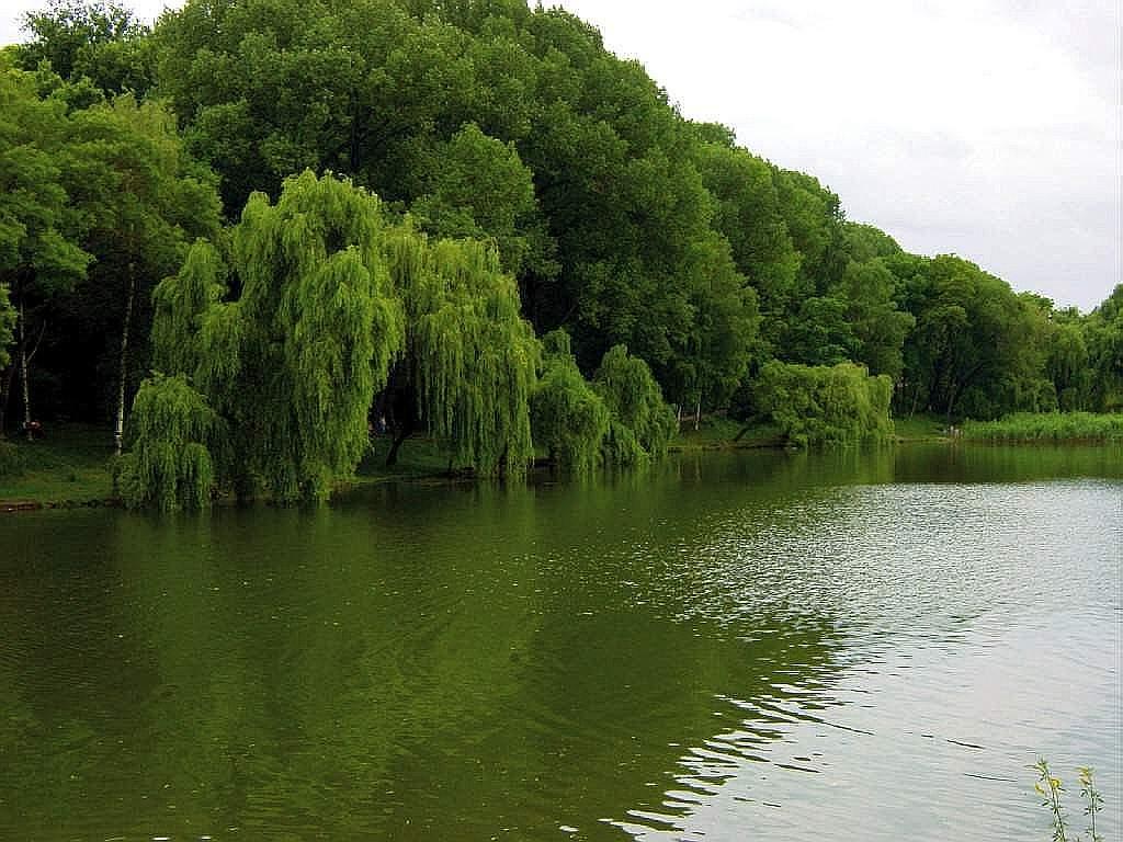 обои Дерево жизни фото