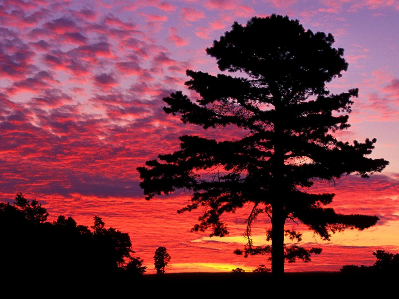 обои Silhouetted Pine at Sunset, Kentucky фото