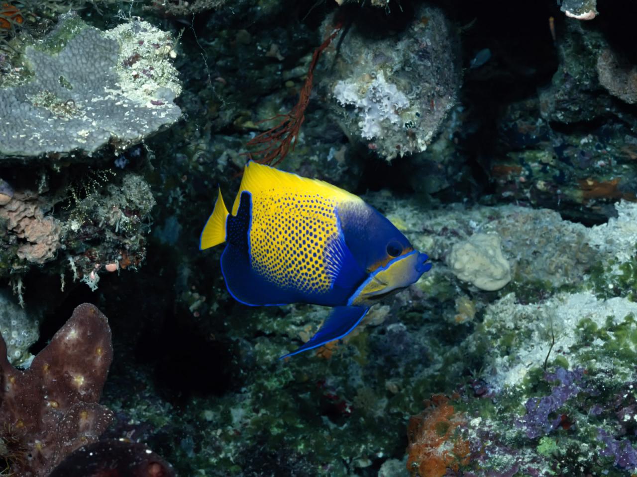 обои Желто-синяя рыба фото