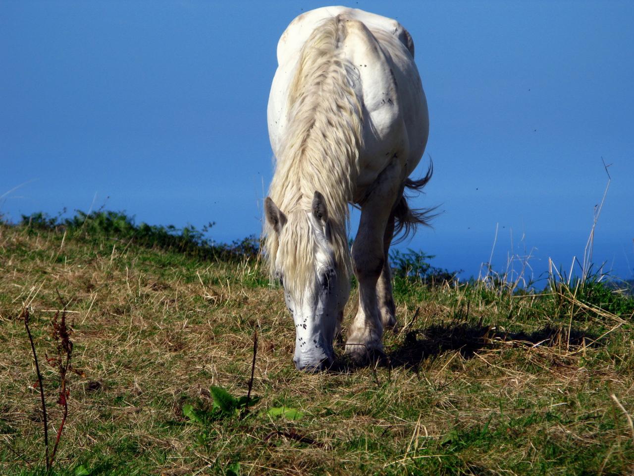 обои Caballo blanco фото