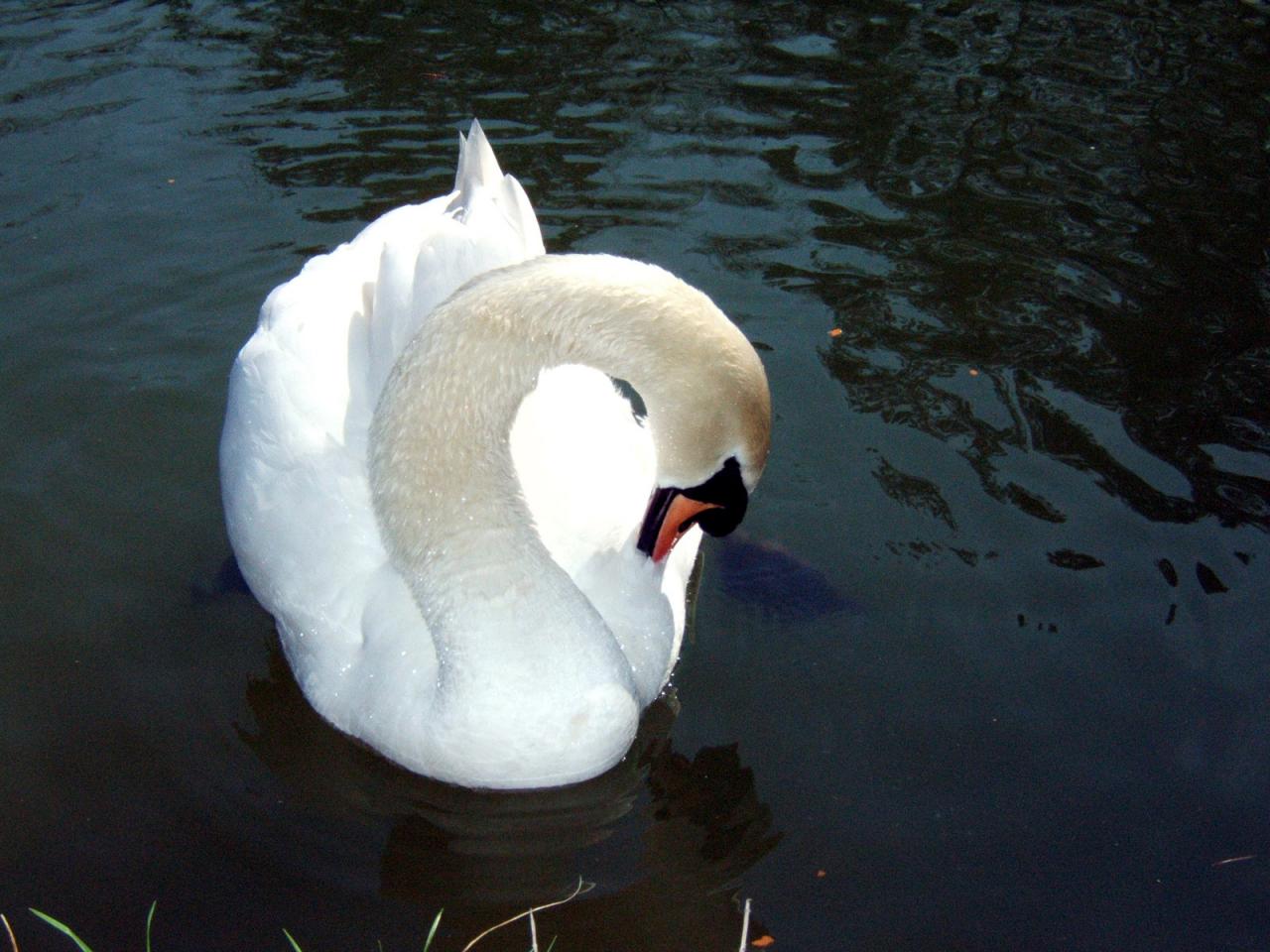 обои Белый лебедь на пруду фото