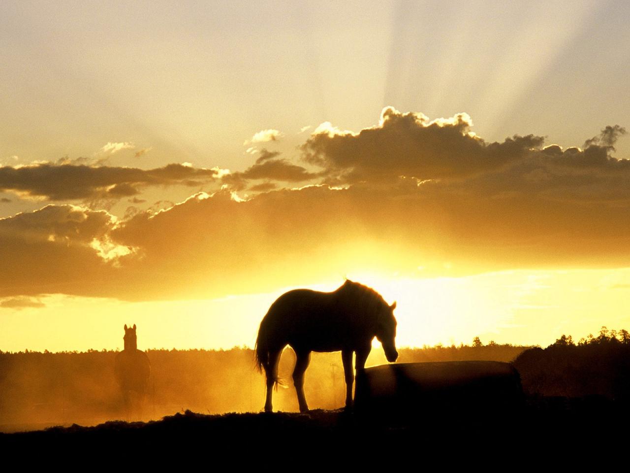 обои Лошадь на фоне заката фото